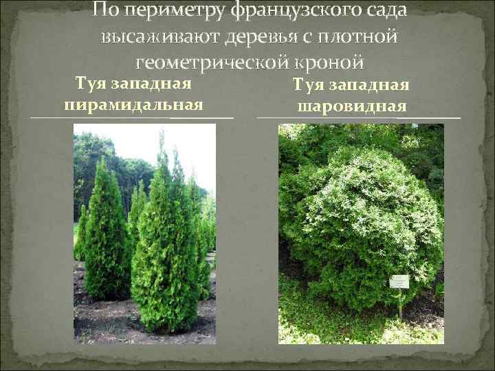 По периметру французского сада высаживают деревья с плотной геометрической кроной Туя западная пирамидальная Туя