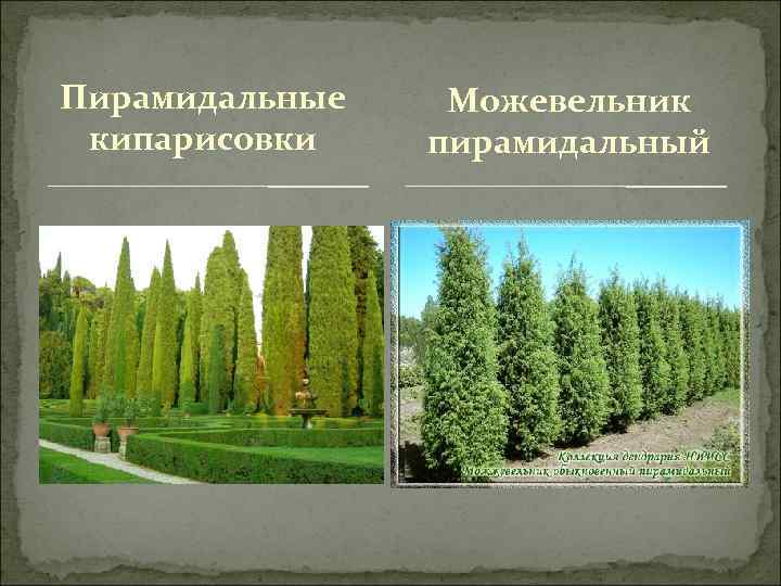 Пирамидальные кипарисовки Можевельник пирамидальный 
