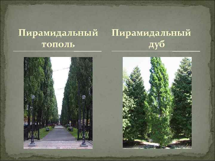 Пирамидальный тополь Пирамидальный дуб 