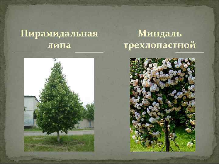 Пирамидальная липа Миндаль трехлопастной 