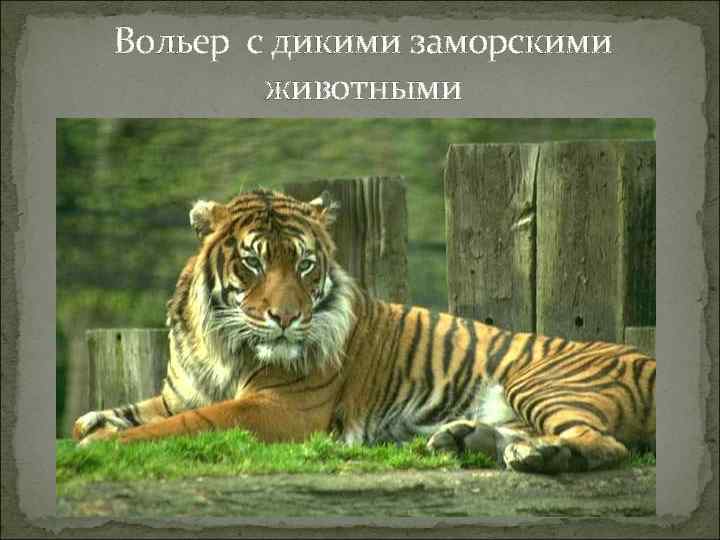 Вольер с дикими заморскими животными 