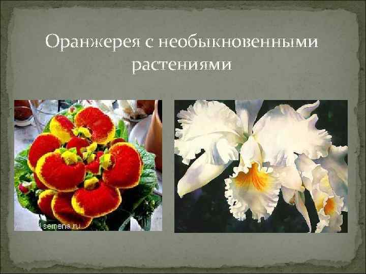 Оранжерея с необыкновенными растениями 