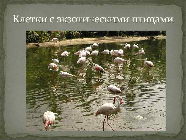 Клетки с экзотическими птицами 