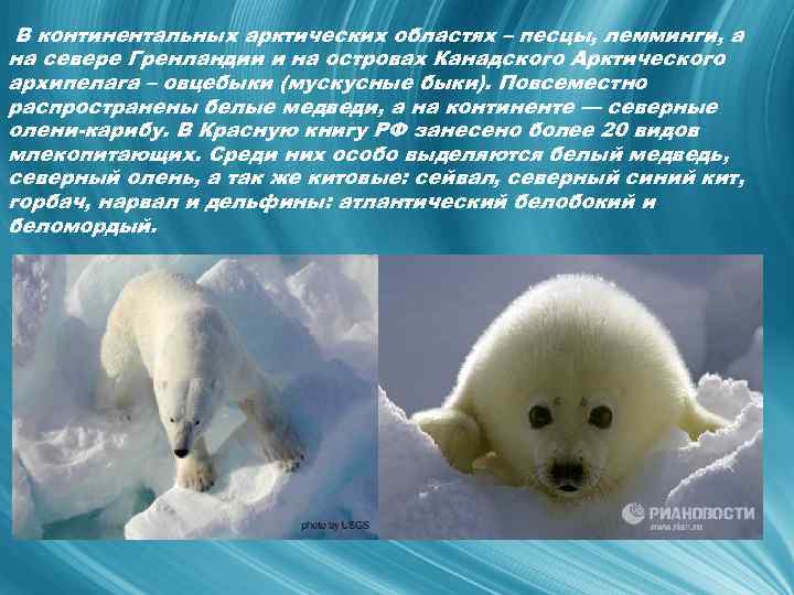 В континентальных арктических областях – песцы, лемминги, а на севере Гренландии и на островах
