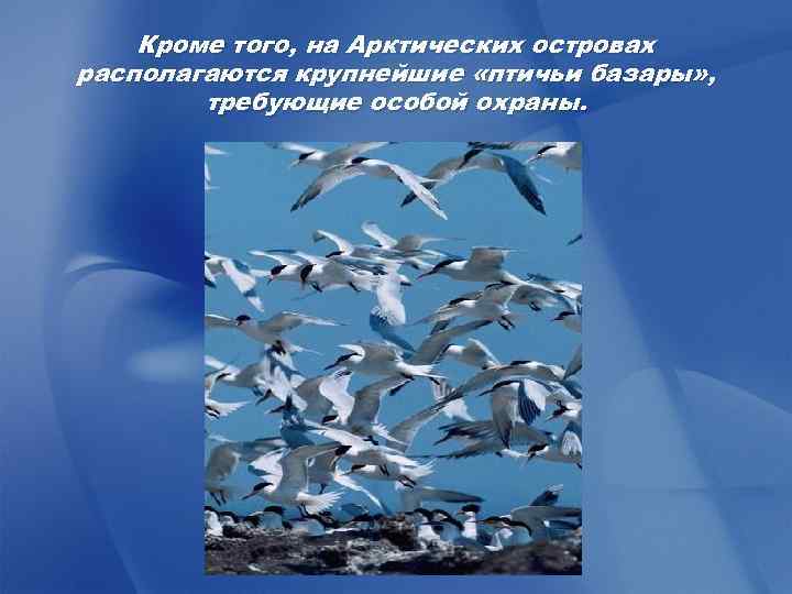 Кроме того, на Арктических островах располагаются крупнейшие «птичьи базары» , требующие особой охраны. 