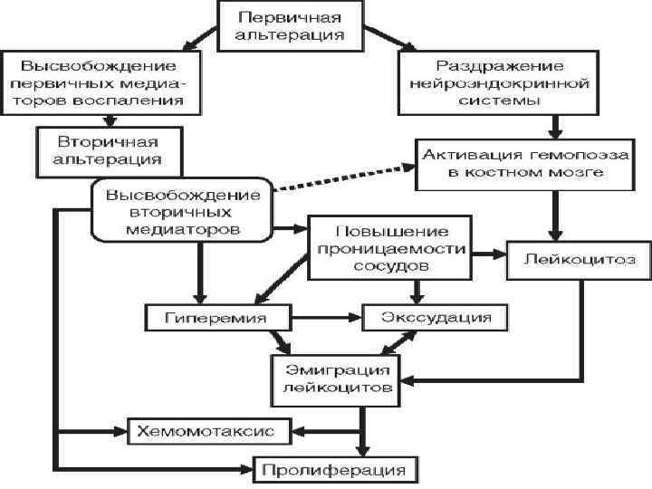 См схему. Вторичная альтерация механизм развития. Ведущие звенья патогенеза острого воспаления.. Альтерация. Первичная вторичная схема. Механизм первичной альтерации при воспалении.