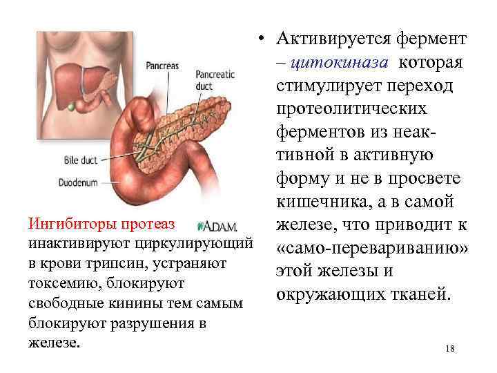  • Активируется фермент – цитокиназа которая стимулирует переход протеолитических ферментов из неактивной в