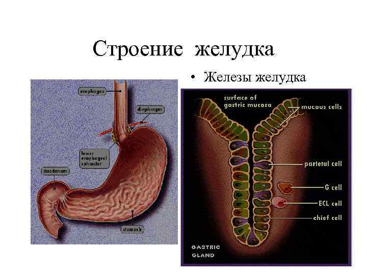 Строение желудка • Железы желудка 2 