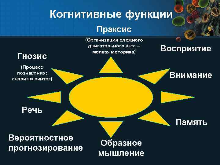 Когнитивные функции Праксис Гнозис (Организация сложного двигательного акта – мелкая моторика) (Процесс познавания: анализ