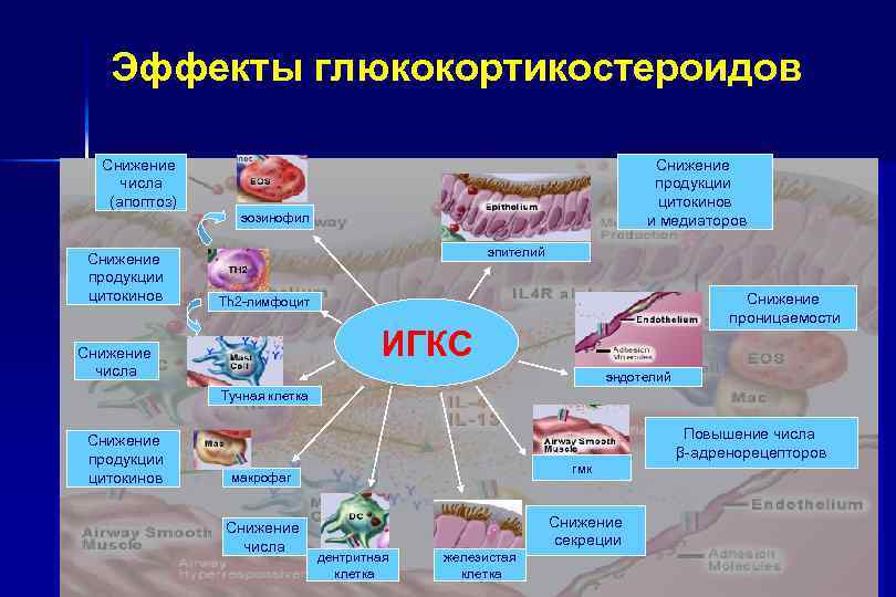 Эффекты глюкокортикостероидов Снижение числа (апоптоз) Снижение продукции цитокинов и медиаторов эозинофил эпителий Снижение проницаемости