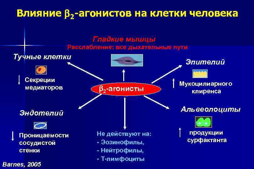 Влияние 2 -агонистов на клетки человека Гладкие мышцы Расслабление: все дыхательные пути Тучные клетки