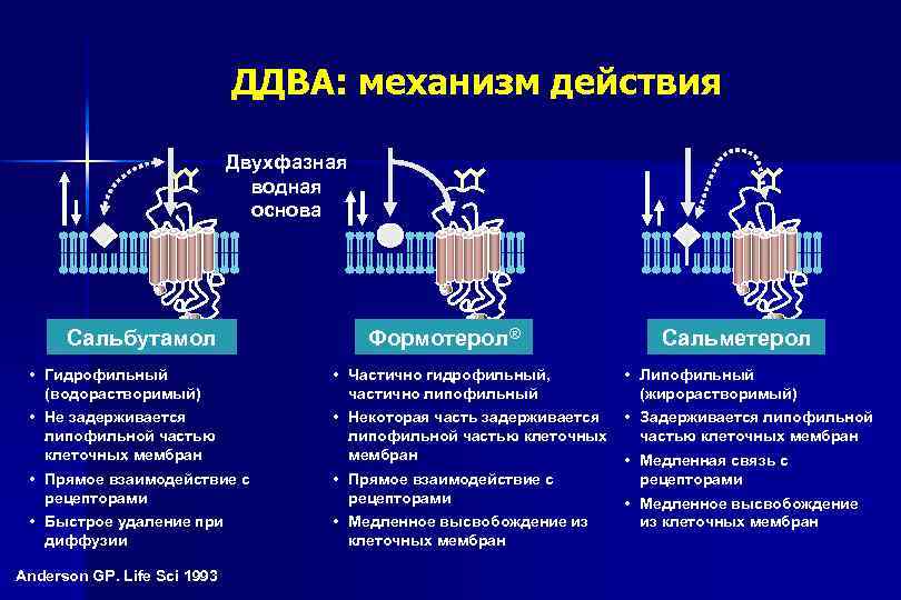 ДДВА: механизм действия Двухфазная водная основа Сальбутамол Формотерол® Сальметерол • Гидрофильный (водорастворимый) • Частично