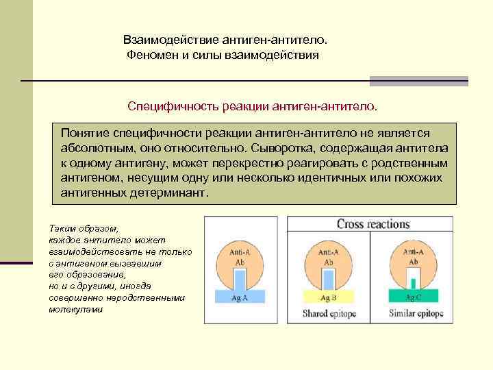 Взаимодействие антиген-антитело. Феномен и силы взаимодействия Специфичность реакции антиген-антитело. Понятие специфичности реакции антиген-антитело не