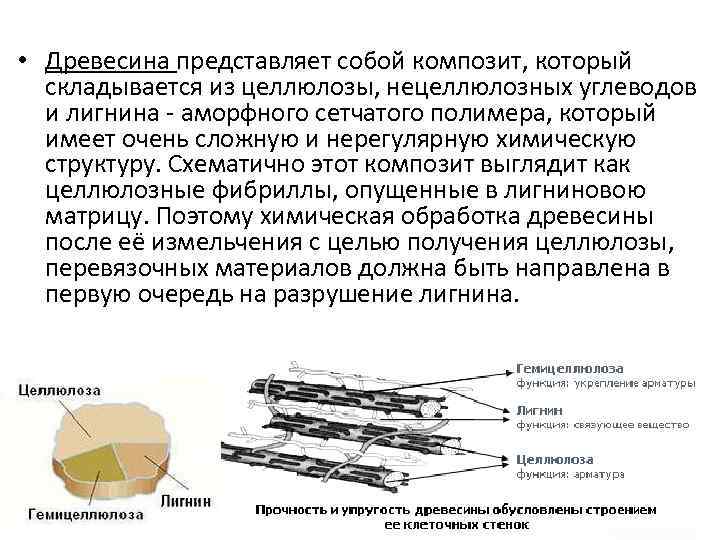  • Древесина представляет собой композит, который складывается из целлюлозы, нецеллюлозных углеводов и лигнина