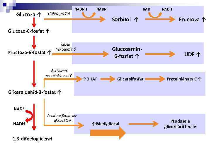 Glucoza ↑ Calea poliol NADPH NADP+ NADH Sorbitol ↑ Fructoza ↑ Glucosamin 6 -fosfat