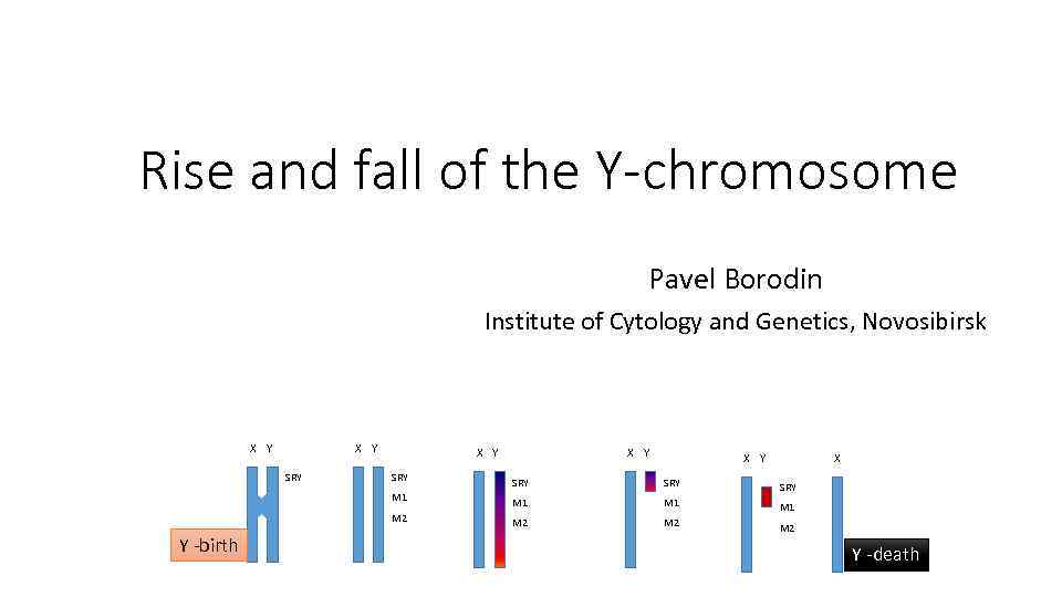 Rise and fall of the Y-chromosome Pаvel Borodin Institute of Cytology and Genetics, Novosibirsk