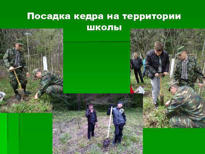 Посадка кедра на территории школы 