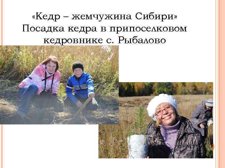  «Кедр – жемчужина Сибири» Посадка кедра в припоселковом кедровнике с. Рыбалово 