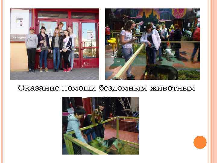 Оказание помощи бездомным животным 