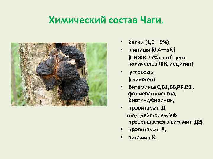 Химический состав Чаги. • белки (1, 6— 9%) • липиды (0, 4— 6%) (ПНЖК-77%