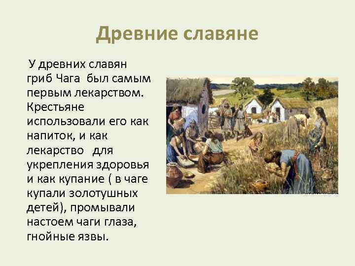 Древние славяне У древних славян гриб Чага был самым первым лекарством. Крестьяне использовали его