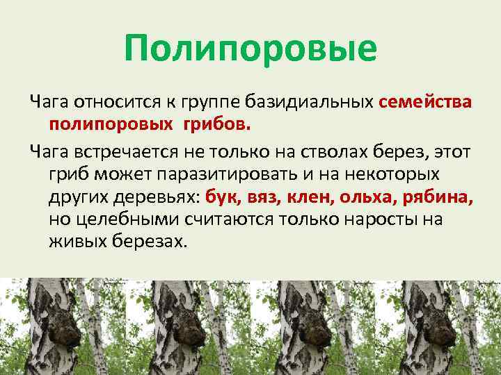 Полипоровые Чага относится к группе базидиальных семейства полипоровых грибов. Чага встречается не только на