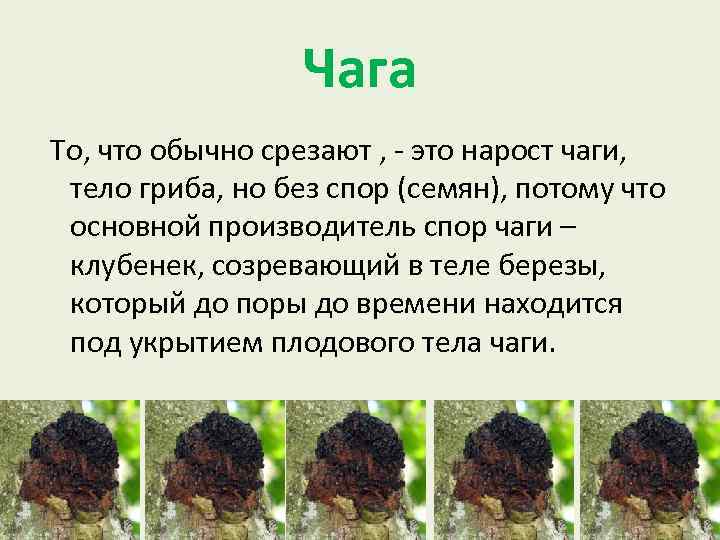 Чага То, что обычно срезают , - это нарост чаги, тело гриба, но без