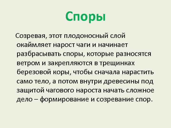 Споры Созревая, этот плодоносный слой окаймляет нарост чаги и начинает разбрасывать споры, которые разносятся