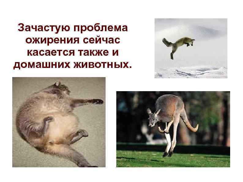 Зачастую проблема ожирения сейчас касается также и домашних животных. 