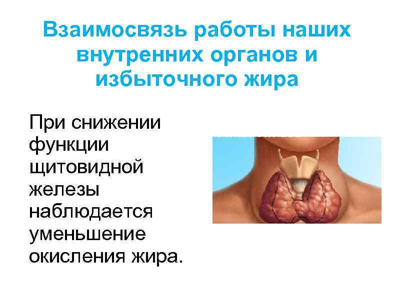 Взаимосвязь работы наших внутренних органов и избыточного жира При снижении функции щитовидной железы наблюдается