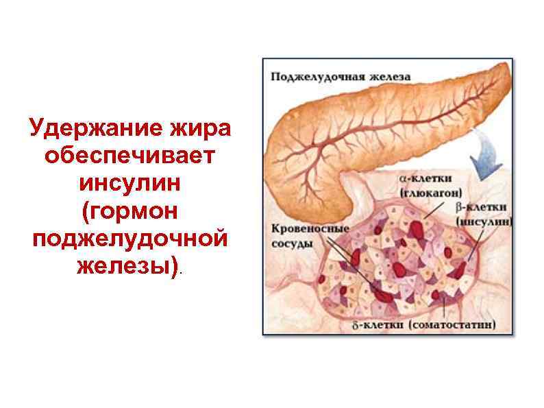 Удержание жира обеспечивает инсулин (гормон поджелудочной железы). 