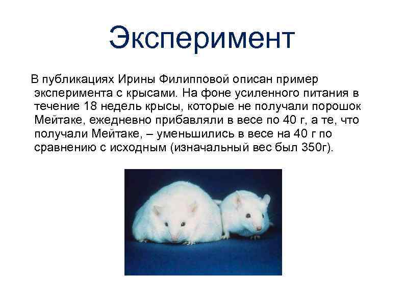 Эксперимент В публикациях Ирины Филипповой описан пример эксперимента с крысами. На фоне усиленного питания