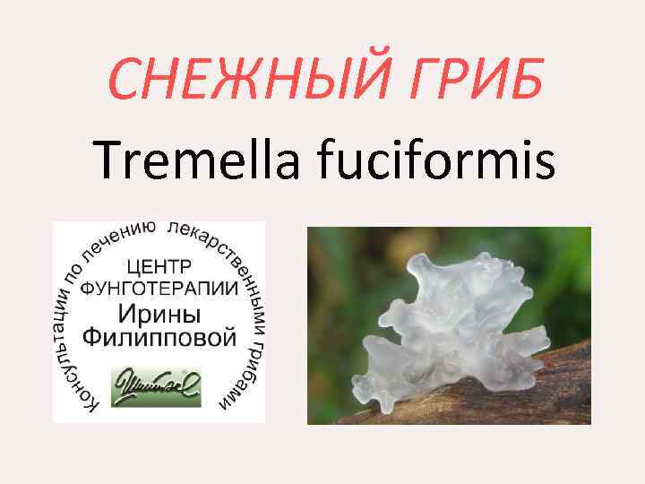 СНЕЖНЫЙ ГРИБ Tremella fuciformis 