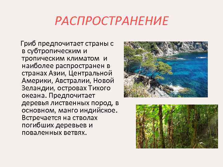 РАСПРОСТРАНЕНИЕ Гриб предпочитает страны с в субтропическим и тропическим климатом и наиболее распространен в