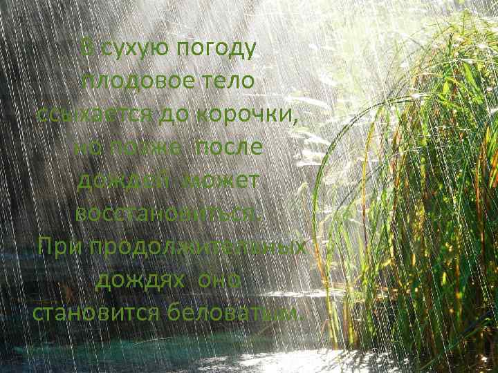 В сухую погоду плодовое тело ссыхается до корочки, но позже после дождей может восстановиться.