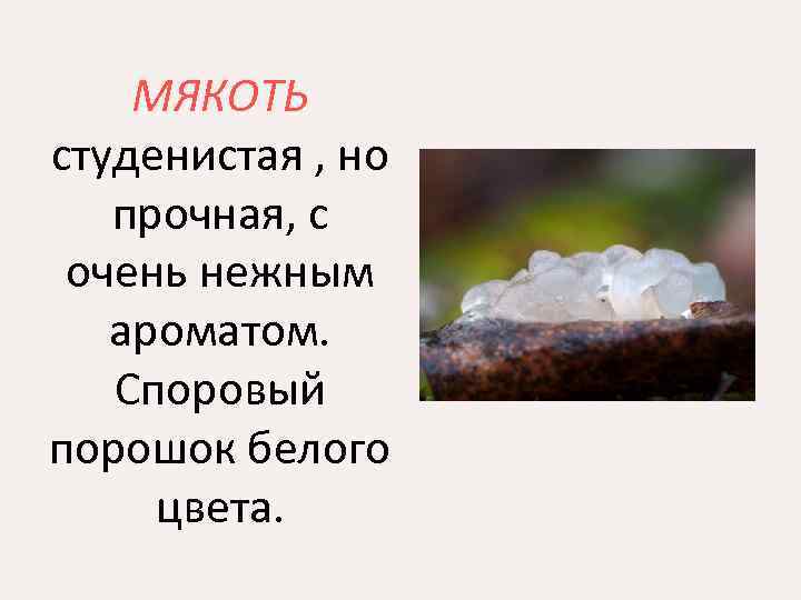 МЯКОТЬ студенистая , но прочная, с очень нежным ароматом. Споровый порошок белого цвета. 