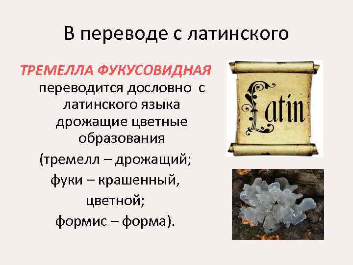 В переводе с латинского ТРЕМЕЛЛА ФУКУСОВИДНАЯ переводится дословно с латинского языка дрожащие цветные образования