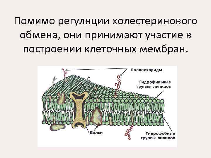  Помимо регуляции холестеринового обмена, они принимают участие в построении клеточных мембран. 