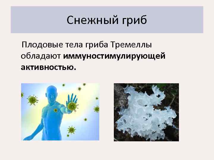 Снежный гриб Плодовые тела гриба Тремеллы обладают иммуностимулирующей активностью. 
