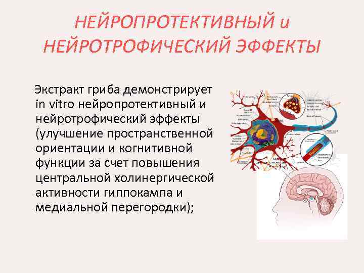 НЕЙРОПРОТЕКТИВНЫЙ и НЕЙРОТРОФИЧЕСКИЙ ЭФФЕКТЫ Экстракт гриба демонстрирует in vitro нейропротективный и нейротрофический эффекты (улучшение