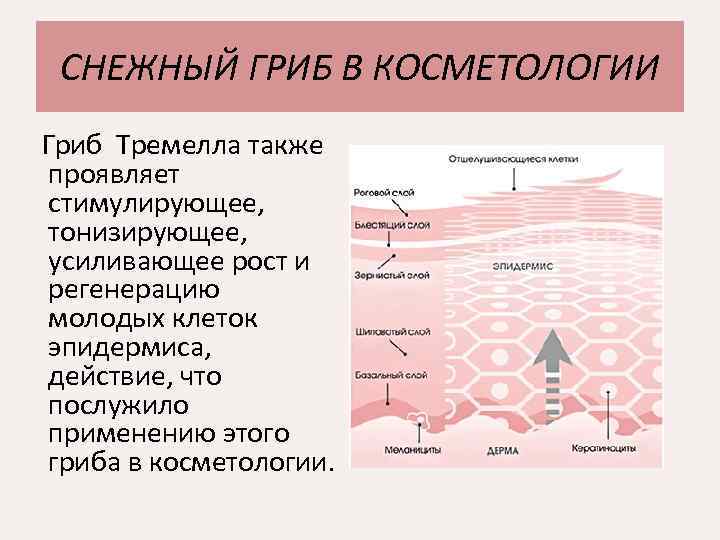 СНЕЖНЫЙ ГРИБ В КОСМЕТОЛОГИИ Гриб Тремелла также проявляет стимулирующее, тонизирующее, усиливающее рост и регенерацию