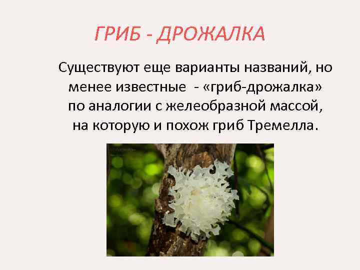 ГРИБ - ДРОЖАЛКА Существуют еще варианты названий, но менее известные - «гриб-дрожалка» по аналогии