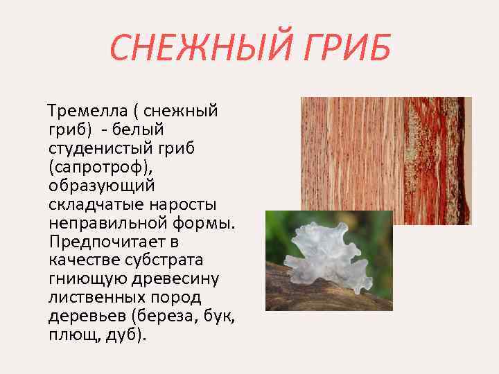 СНЕЖНЫЙ ГРИБ Тремелла ( снежный гриб) - белый студенистый гриб (сапротроф), образующий складчатые наросты