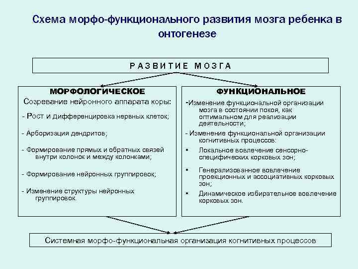 Схема морфо-функционального развития мозга ребенка в онтогенезе РАЗВИТИЕ МОЗГА МОРФОЛОГИЧЕСКОЕ Созревание нейронного аппарата коры: