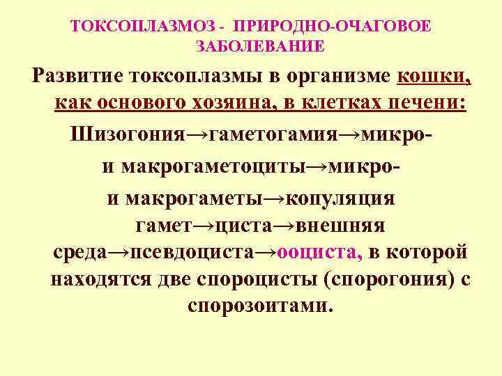 ТОКСОПЛАЗМОЗ - ПРИРОДНО-ОЧАГОВОЕ ЗАБОЛЕВАНИЕ Развитие токсоплазмы в организме кошки, как основого хозяина, в клетках