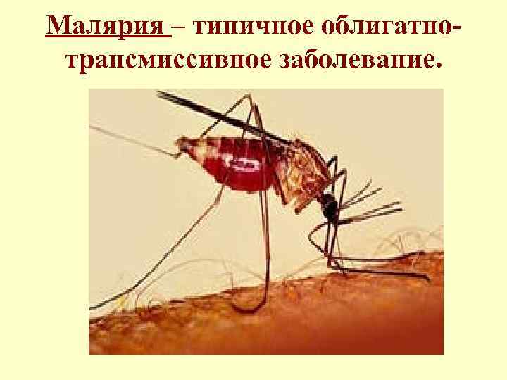 Малярия – типичное облигатнотрансмиссивное заболевание. 
