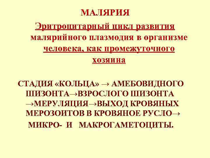 МАЛЯРИЯ Эритроцитарный цикл развития малярийного плазмодия в организме человека, как промежуточного хозяина СТАДИЯ «КОЛЬЦА»