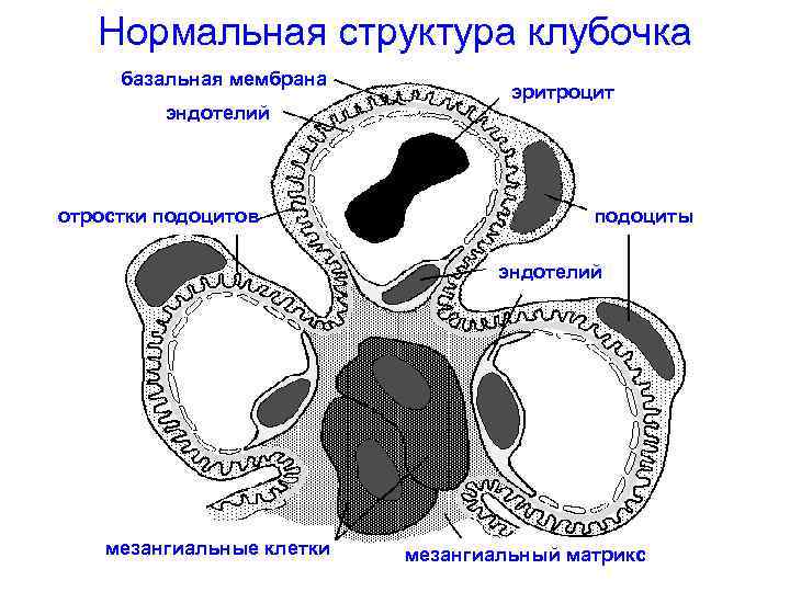 Базальная мембрана почки