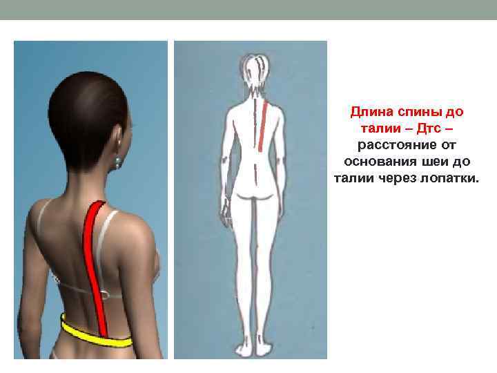 Длина спины до талии – Дтс – расстояние от основания шеи до талии через