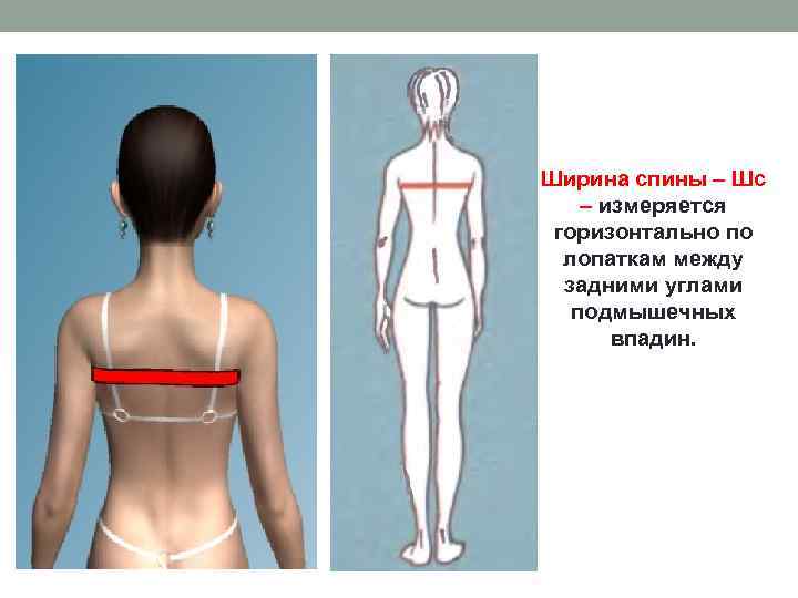 Ширина спины – Шс – измеряется горизонтально по лопаткам между задними углами подмышечных впадин.